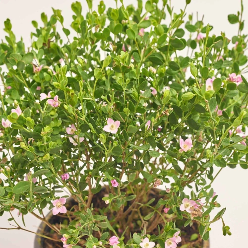 Зображення товару Боронія Кренулата, артикул: 56680