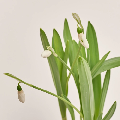 Зображення товару Галантус Майнт Еверест, артикул: 55448