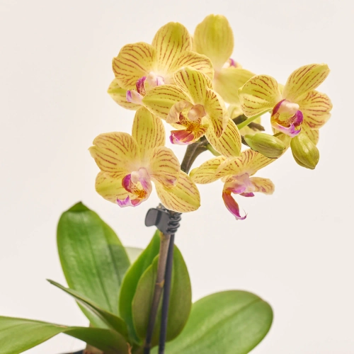 Зображення товару Фаленопсис Мф 1ст. мікс в кер., артикул: 24738