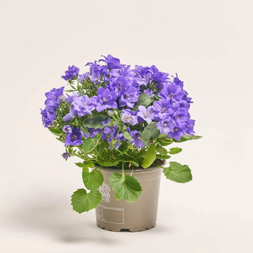 Зображення товару Кампанула синя, артикул: 56935