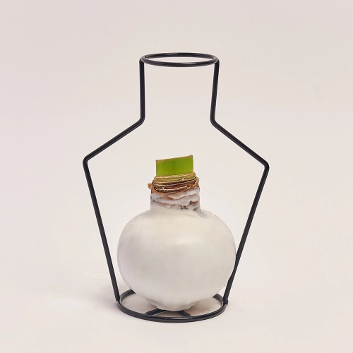 Амариліс у воску мікс, артикул: 42508 Зображення товару Амариліс у воску мікс, артикул: 42508