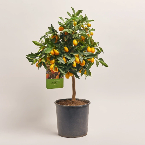 Зображення товару Цитрофортунелла Маргаріта кумкват, артикул: 44427