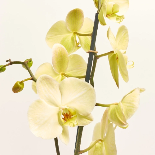 Фаленопсис фарб. 2ст. жовтий, артикул: 56724 Зображення товару Фаленопсис фарб. 2ст. жовтий, артикул: 56724