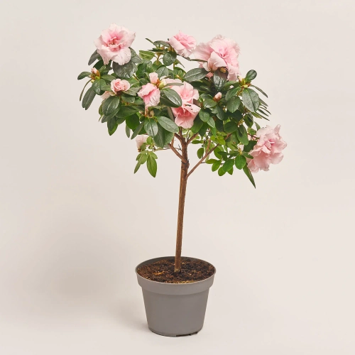 Зображення товару Азалія мікс штам, артикул: 25140