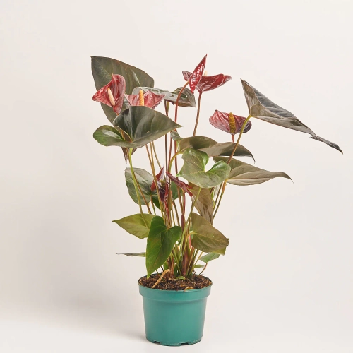 Зображення товару Антуріум Деліката, артикул: 57432