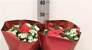Композиція Каланхоє + Пуансетія, артикул: 13204 Зображення товару Композиція Каланхоє + Пуансетія, артикул: 13204