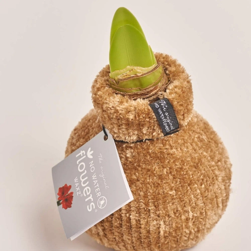 Зображення товару Амариліс "Коузі Тедді", артикул: 54804