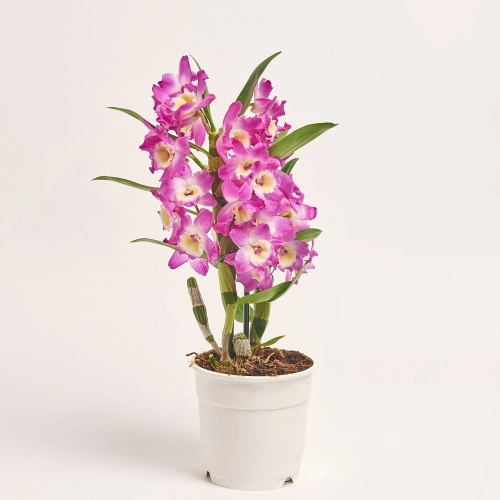 Зображення товару Дендробіум Нобіле мікс 1ст., артикул: 51041