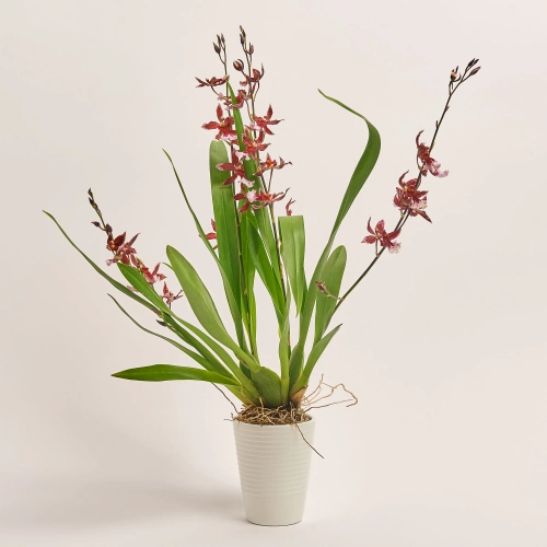 Буррагера та Кашпо Сет 341, артикул: 53732 Зображення товару Буррагера та Кашпо Сет 341, артикул: 53732