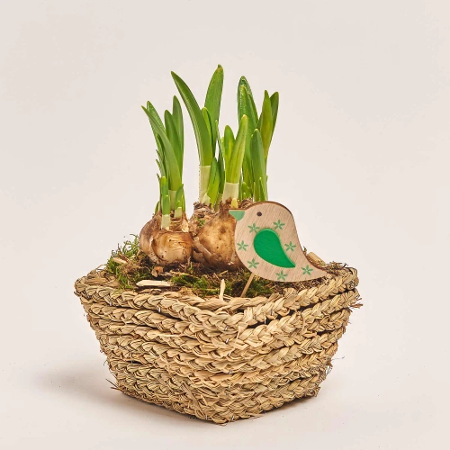 Зображення товару Композиція Нарцис у плет. горщику, артикул: 45996