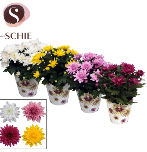 Хризантема Грандесса в упаковці, артикул: 57151 Зображення товару Хризантема Грандесса в упаковці, артикул: 57151