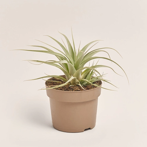 Зображення товару Тілландсія Ксерографіка, артикул: 53074