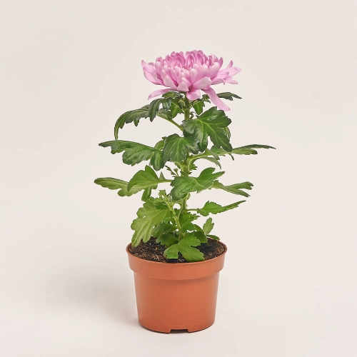 Зображення товару Хризантема Супернова мікс, артикул: 26451