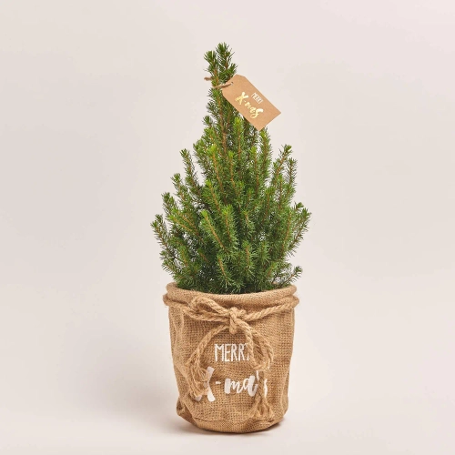 Зображення товару Ялина Перфекта в мішку, артикул: 54058