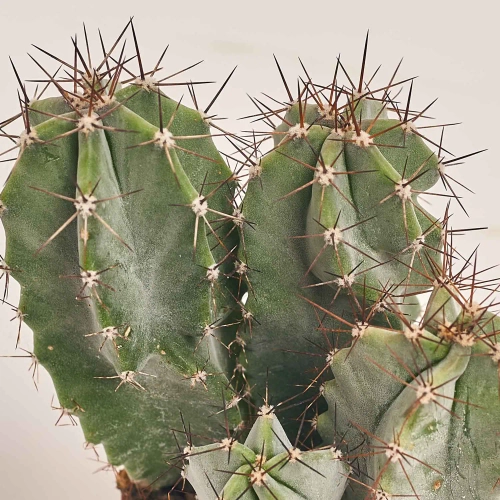 Зображення товару Кактус з квітами, артикул: 53320