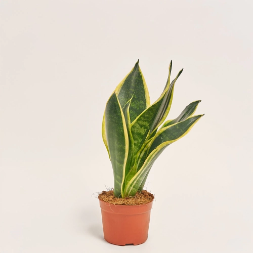 Зображення товару Сансевієрія Трифасція мікс, артикул: 52658