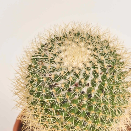 Зображення товару Кактус мікс, артикул: 56847