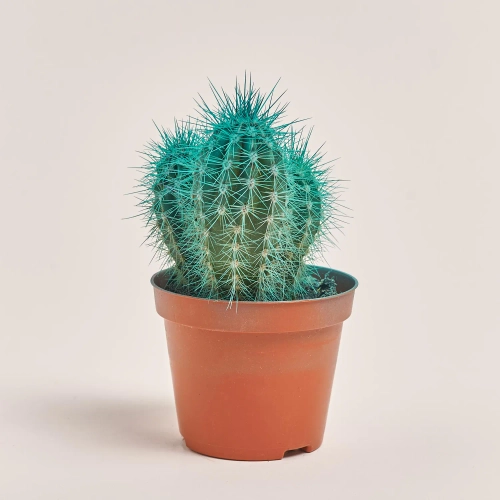 Зображення товару Кактус Рейнбов, артикул: 5912