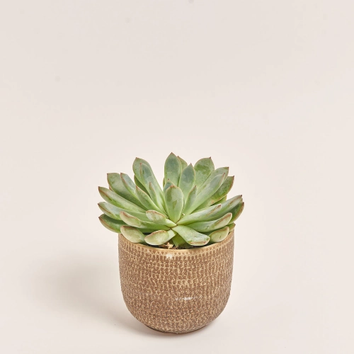 Зображення товару Сукулент мікс в кер., артикул: 51980