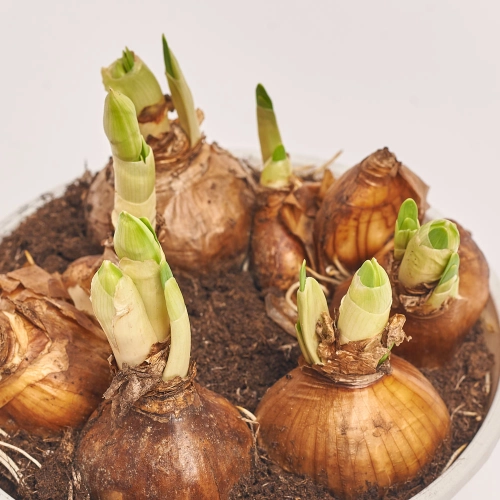 Нарцис Брайдал Краун, артикул: 45491 Зображення товару Нарцис Брайдал Краун, артикул: 45491