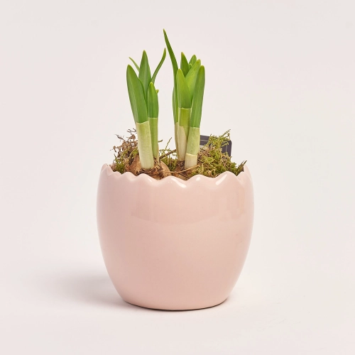 Нарцис Тет-а-Тет в кер., артикул: 45992 Зображення товару Нарцис Тет-а-Тет в кер., артикул: 45992