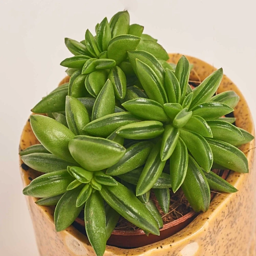 Зображення товару Сукулент мікс в кер., артикул: 30451