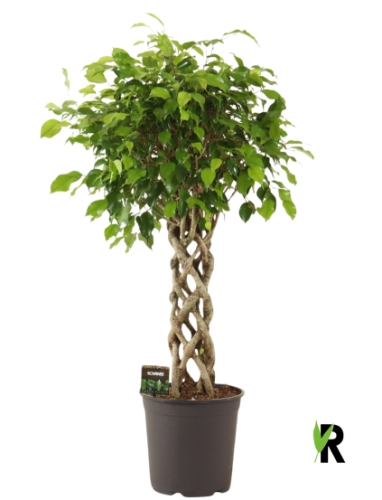 Зображення товару Фікус бе Екзотика циліндр, артикул: 56339