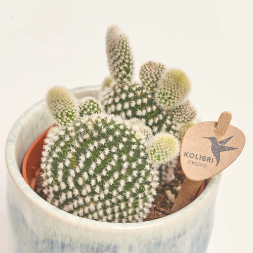 Зображення товару Опунція "Скай" в кер., артикул: 41752