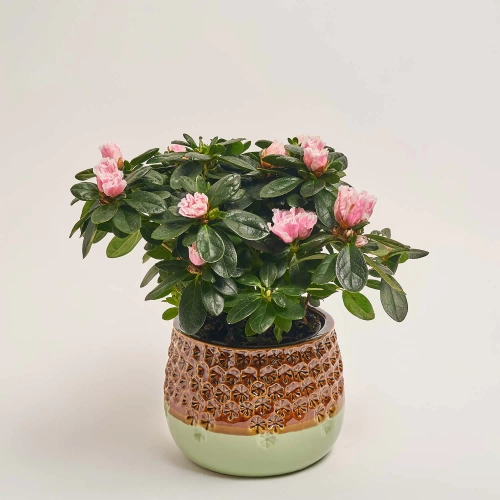 Азалія та Кашпо Сет 224, артикул: 53836 Зображення товару Азалія та Кашпо Сет 224, артикул: 53836