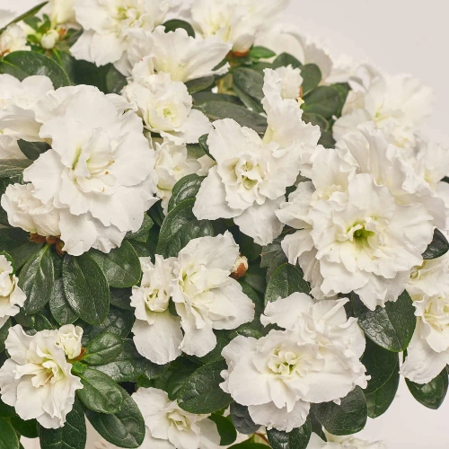 Зображення товару Азалія та Кашпо Новорічне Сет 516, артикул: 54601