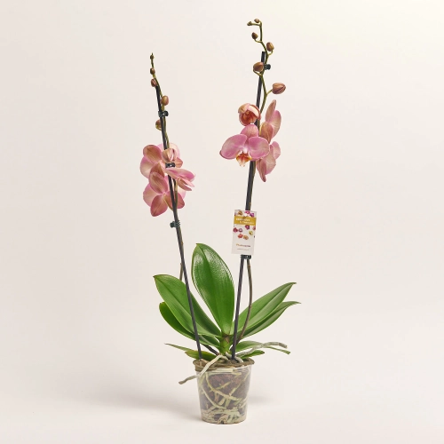 Зображення товару Фаленопсис "Равенна" 2ст., артикул: 56533