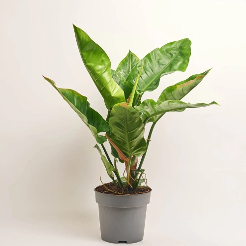 Зображення товару Філодендрон Імперіал Грін, артикул: 56998