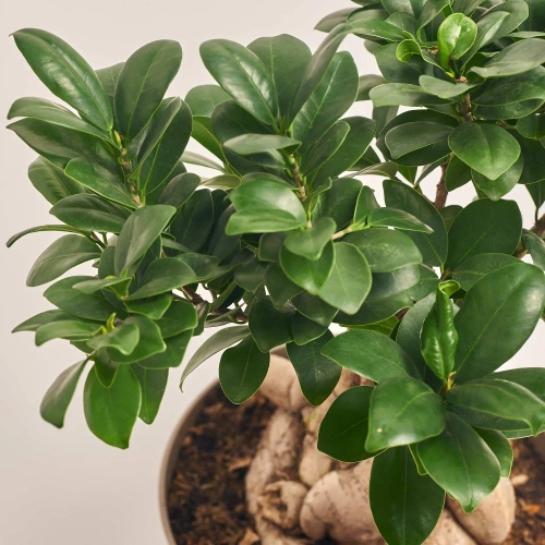 Зображення товару Фікус мікрокарпа Гінсенг, артикул: 55296