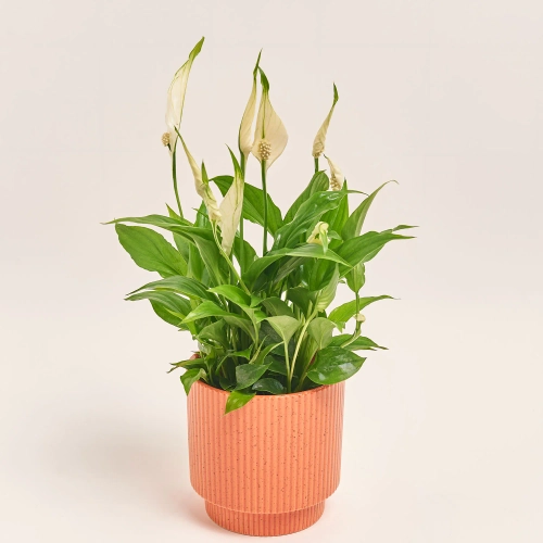 Спатифіллум Шопен в кер., артикул: 52478 Зображення товару Спатифіллум Шопен в кер., артикул: 52478