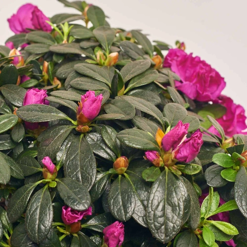 Зображення товару Азалія мікс, артикул: 35258