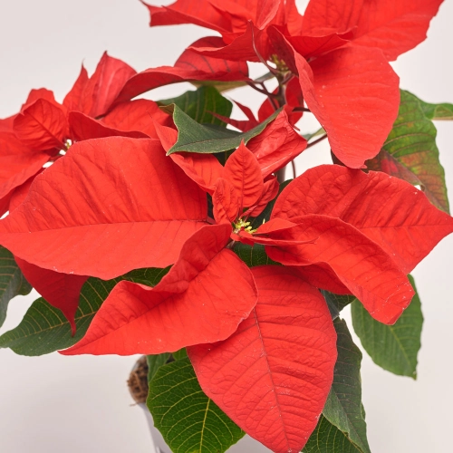 Пуансетія Крісмас Ред, артикул: 43717 Зображення товару Пуансетія Крісмас Ред, артикул: 43717