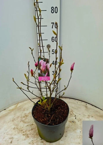 Зображення товару Магнолія Генрі, артикул: 56995