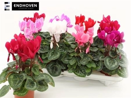 Зображення товару Цикламен Супер Макро, артикул: 45404