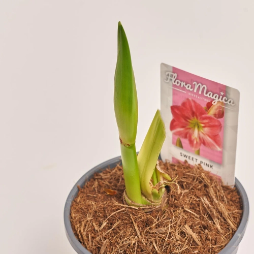 Зображення товару Амариліс мікс, артикул: 30930