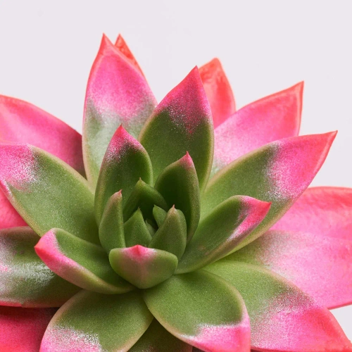 Зображення товару Ехеверія Міранда фарб. мікс, артикул: 11497