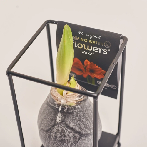 Зображення товару Амариліс "Індустріал Формз" у воску, артикул: 53968