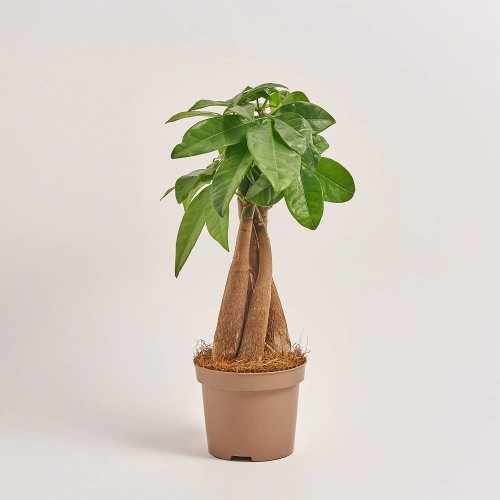 Пахіра Акватіка, артикул: 53275 Зображення товару Пахіра Акватіка, артикул: 53275