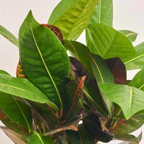 Зображення товару Кротон Петра, артикул: 56937