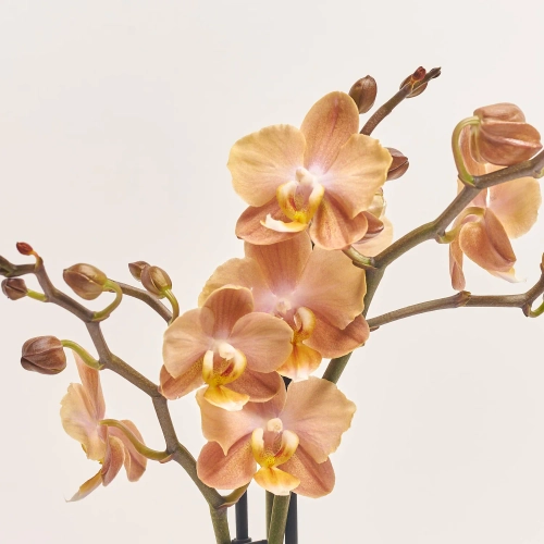 Фаленопсис Монако №9 3ст., артикул: 56725 Зображення товару Фаленопсис Монако №9 3ст., артикул: 56725