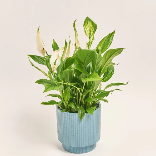 Спатифіллум Шопен в кер., артикул: 52478 Зображення товару Спатифіллум Шопен в кер., артикул: 52478