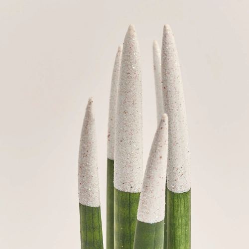 Зображення товару Сансевієрія Циліндріка гліттер в кер., артикул: 10110