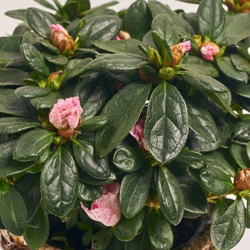 Зображення товару Азалія мікс в кашпо, артикул: 53757