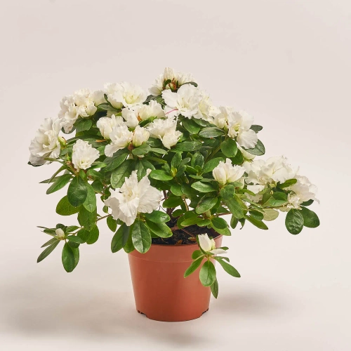 Зображення товару Азалія мікс, артикул: 24201