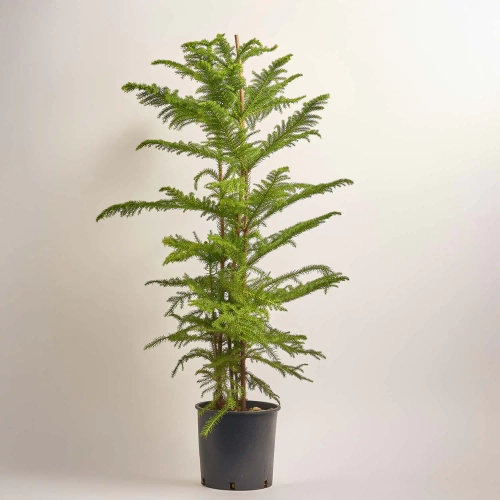 Зображення товару Араукарія Гетерофіла, артикул: 53120