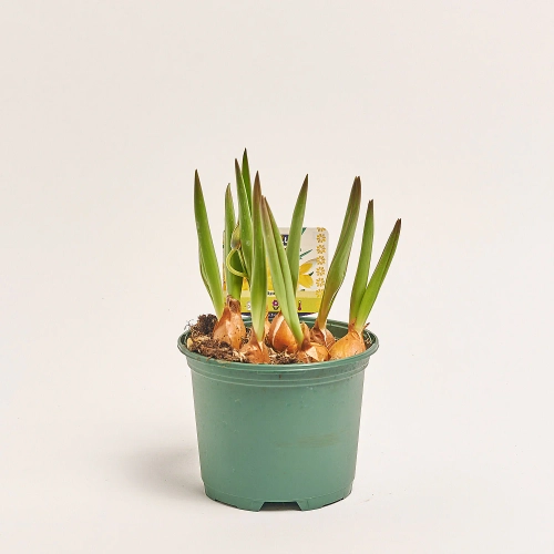 Зображення товару Тюльпан Тарда, артикул: 57197